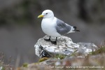230712a_Buedelfjellet_158_N