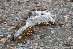 230712c_Rindedalen_01_N