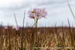 230714a_Vestvika_128_N