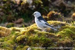 230714b_Hyttevika_04_N