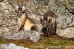 230714b_Hyttevika_77_N