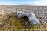 170806d_Detterbukta_020_N