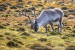 220822b_Observatoriefjellet_008_N