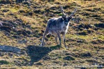 230716a_Observatoriefjellet_08_N