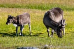 230808b_Alkhornet_099_N