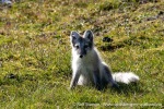 230808b_Alkhornet_114_N