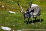 230808b_Alkhornet_124_N