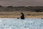 230808d_Poolepynten_005_N