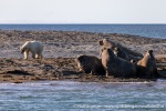 230808d_Poolepynten_035_N