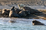 230808d_Poolepynten_057_N