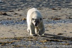 230808d_Poolepynten_110_N