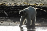 230808d_Poolepynten_159_N