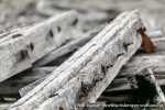 230810d_Virgohamna_101_N