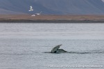 230823c_Isfjord_10_N