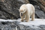 230807a_Nordenskioldbreen_047_N