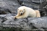 230807a_Nordenskioldbreen_144_N