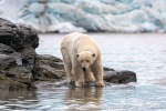 230807a_Nordenskioldbreen_294_N