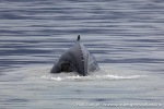 230807e_Billefjord_10_N
