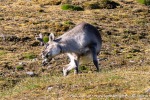 230808b_Alkhornet_007_N