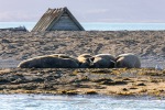 230808d_Poolepynten_003_N