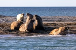 230808d_Poolepynten_027_N