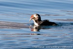 230809c_Kongsfjord_06_N