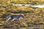 230809c_Ny-Alesund_10_N
