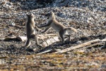 230810a_Ny-Alesund_18_N