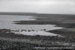 230815c_Norvargodden_50_N