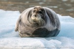 230820e_Hansbreen_082_N