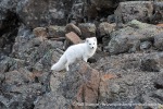 230914b_Straumsland_46_N