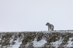 230917a_Wahlbergoya_022_N