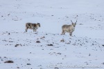 230918a_Snaddvika_017_N
