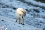 230922a_Eidembukta_040_N