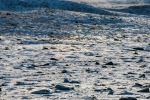 230922a_Eidembukta_072_N