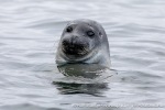 230828b_Fuglehuken_009_N