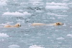 230829b_Fuglefjord_032_N