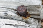 230830a_Crozierpynten_075_N