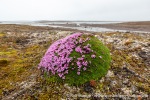 210813a_Reinsdyrflya_26_N