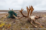 210813a_Reinsdyrflya_29_N