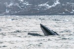 231108a_Kvaenangen_59_N