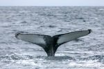 231108a_Kvaenangen_80_N