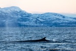 231109b_Kvaenangen_44_N