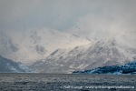 231110a_Spildra_110_N