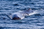 240426a_Bleikdjupet_15_N