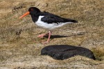 240427b_Trollfjord_106_N