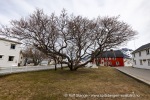 240428a_Henningsvaer_64_N
