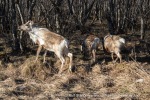 240502d_Beiarn_06_N