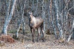 240502e_Saltstraumen_26_N
