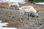 240517_Longyearbyen_22_N